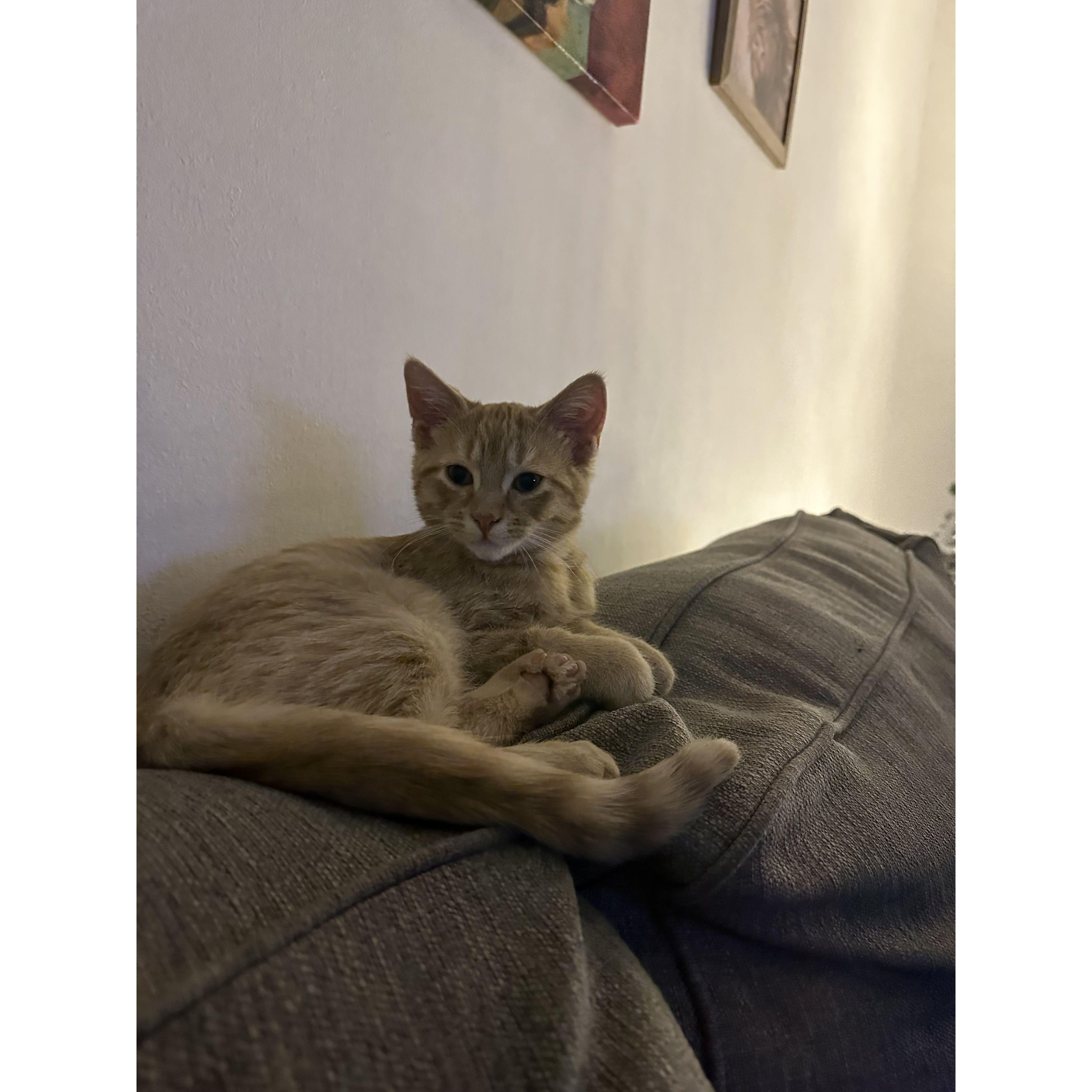 Fur baby #4