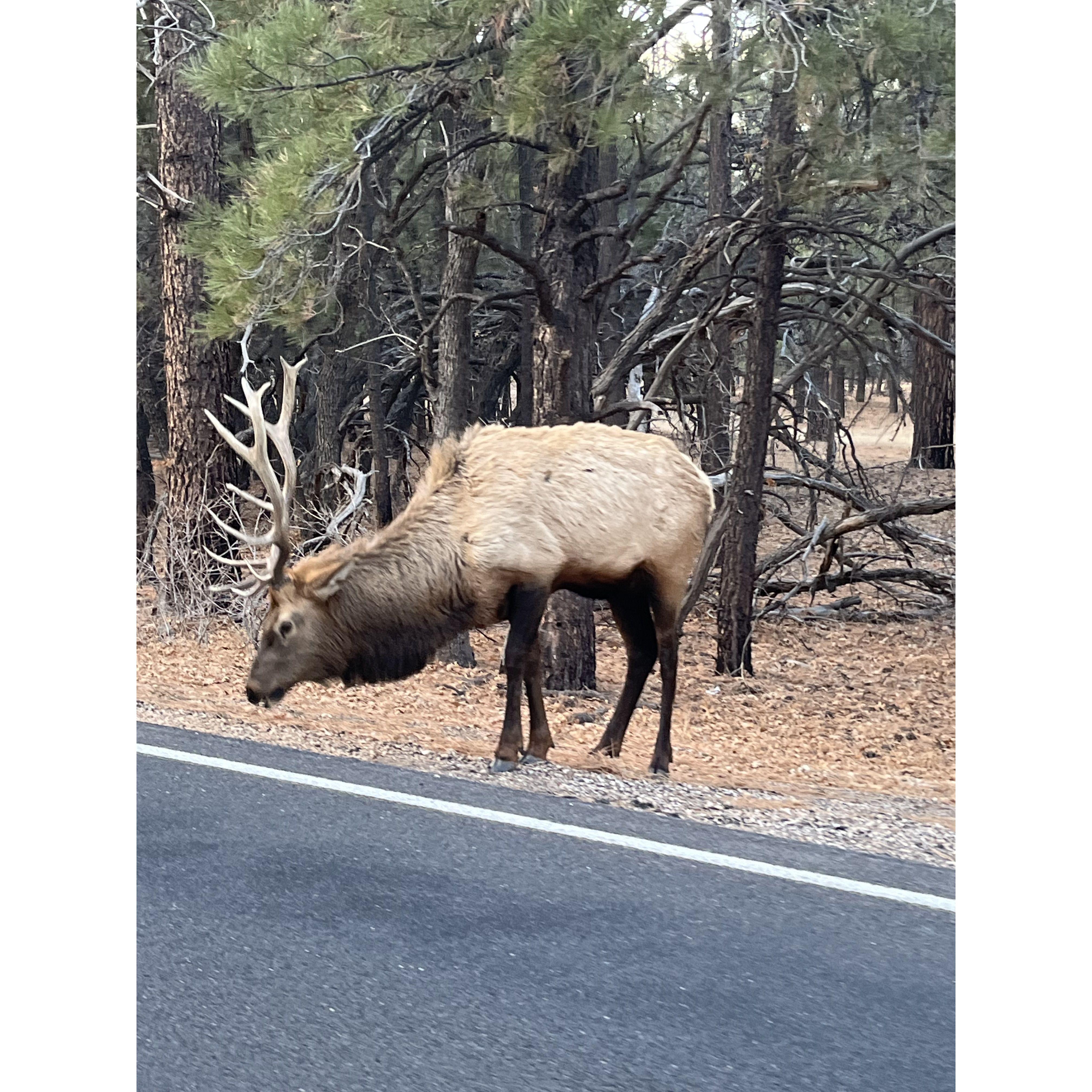 The wild life on the way to see the sunset.