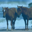 Wild Horse Tour and ATV Rental - Corolla Jeep Adventures