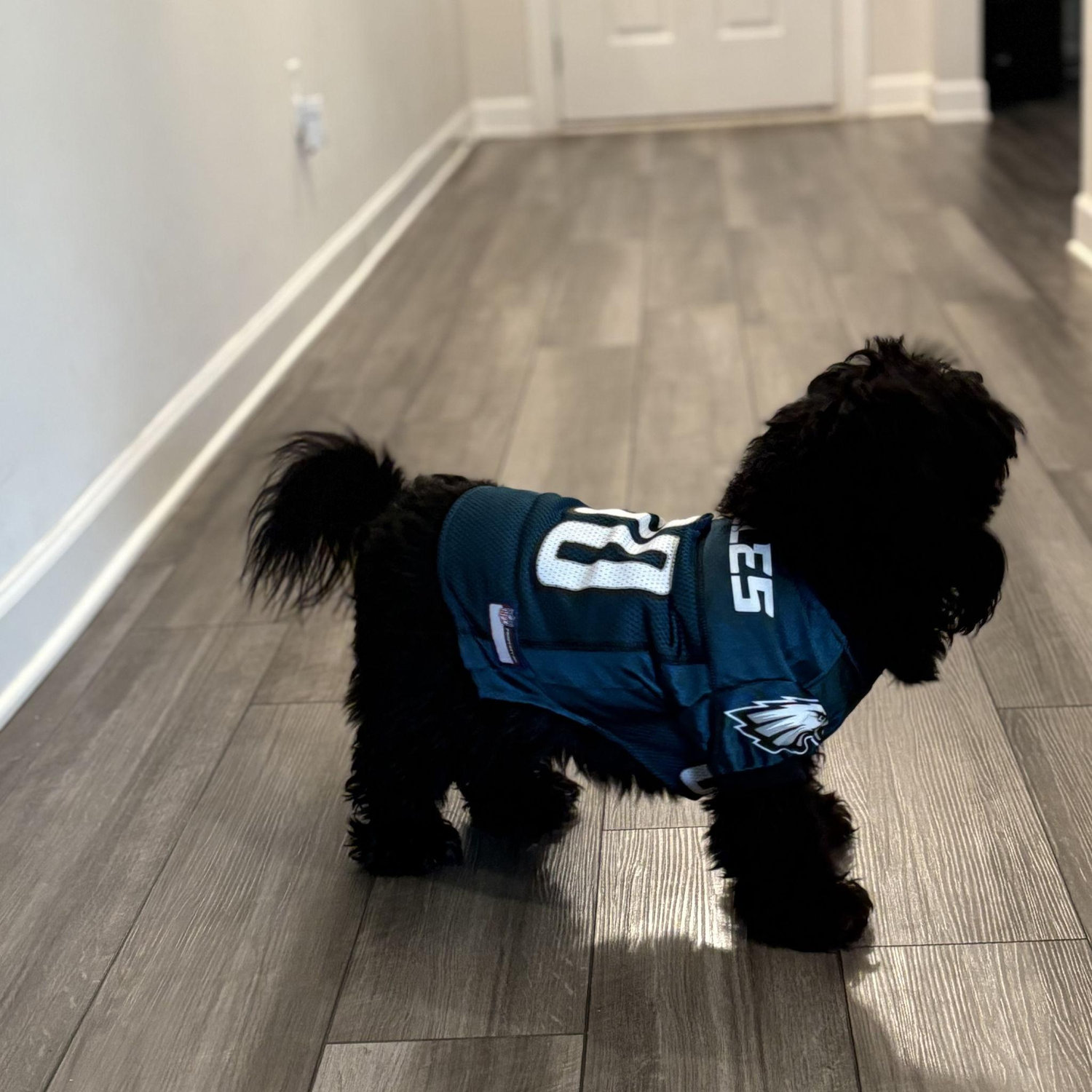 The cutest Eagles fan we know! Our Dog-phew Ollie (Dog nephew lol)!