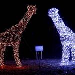 Zoo Lights at the Henry Vilas Zoo