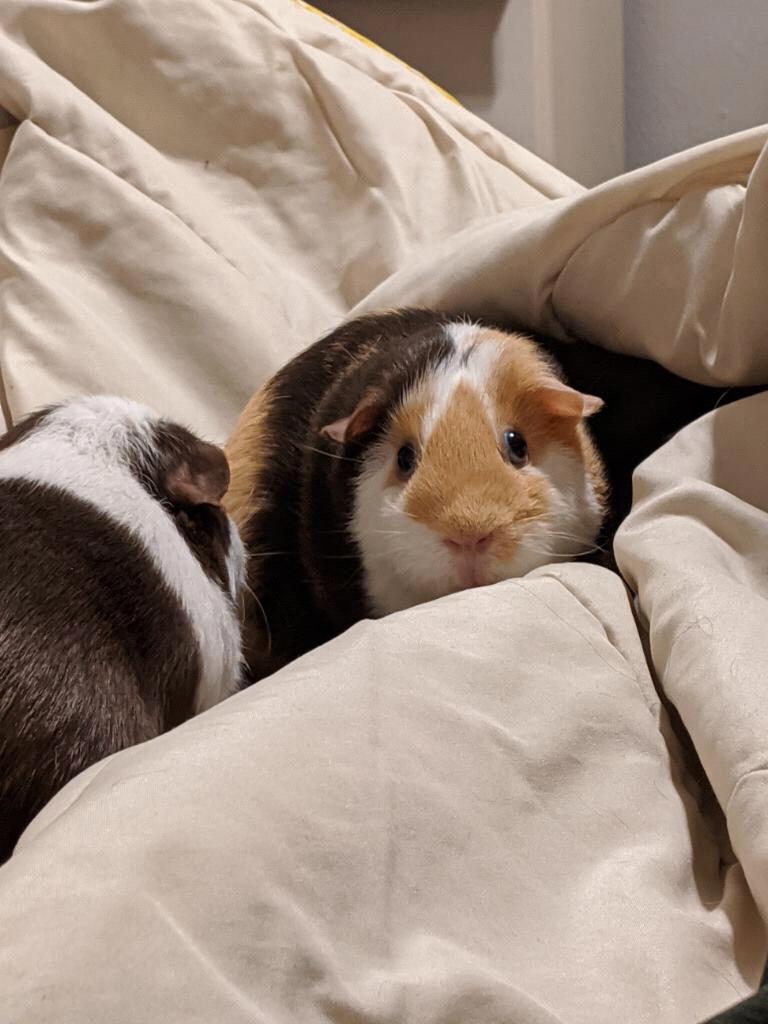 RIP Coco, September 2020