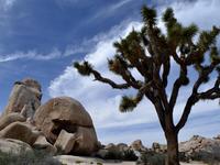Joshua Tree National Park