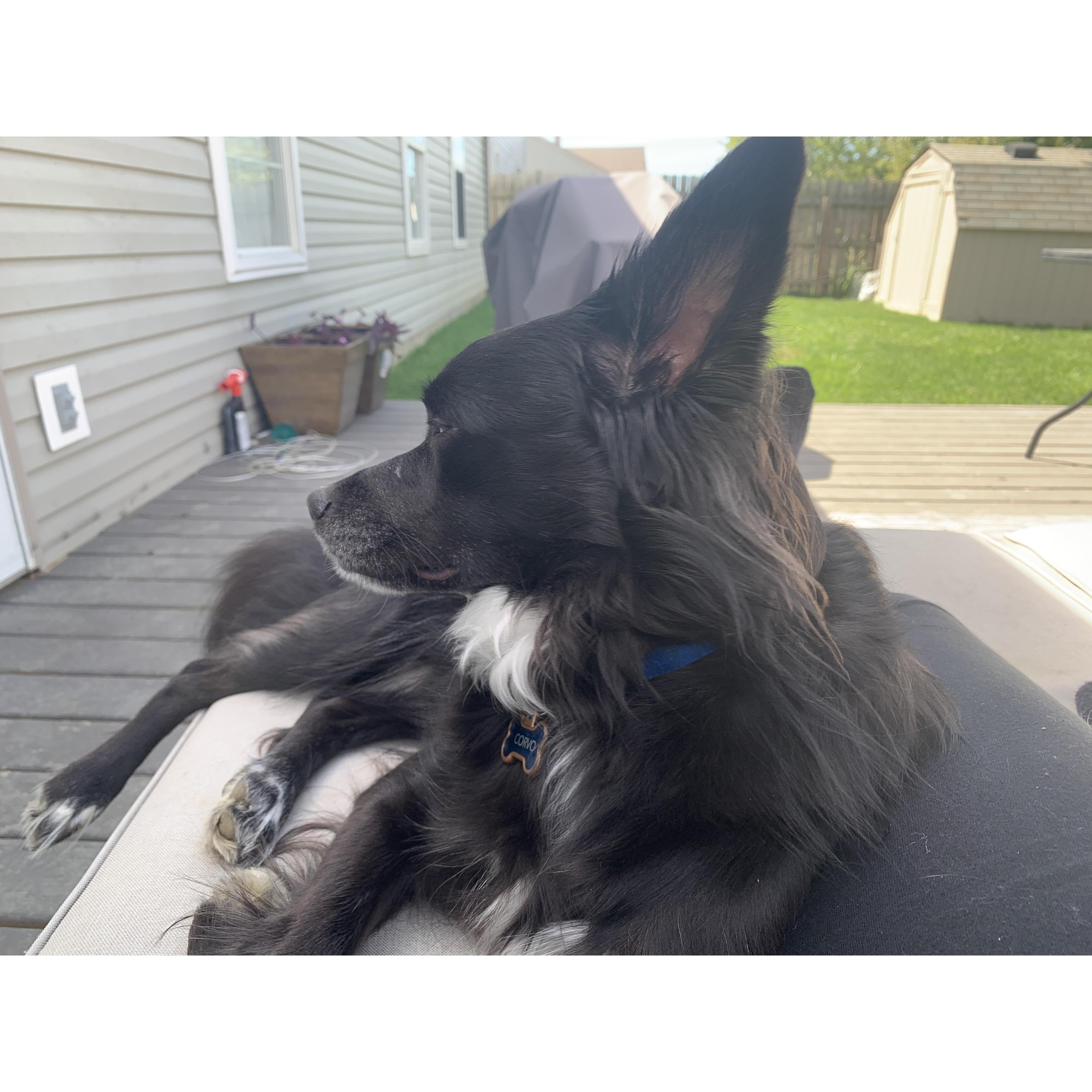 Corvo enjoying the deck that Colin and I built with the help of his dad!
