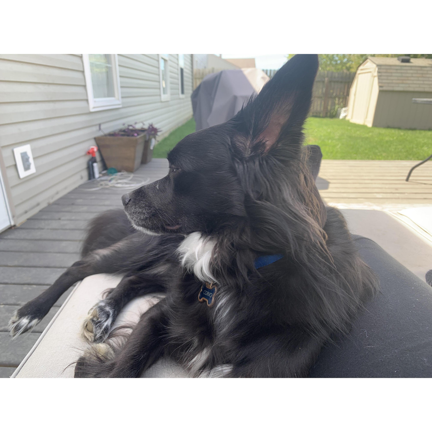 Corvo enjoying the deck that Colin and I built with the help of his dad!