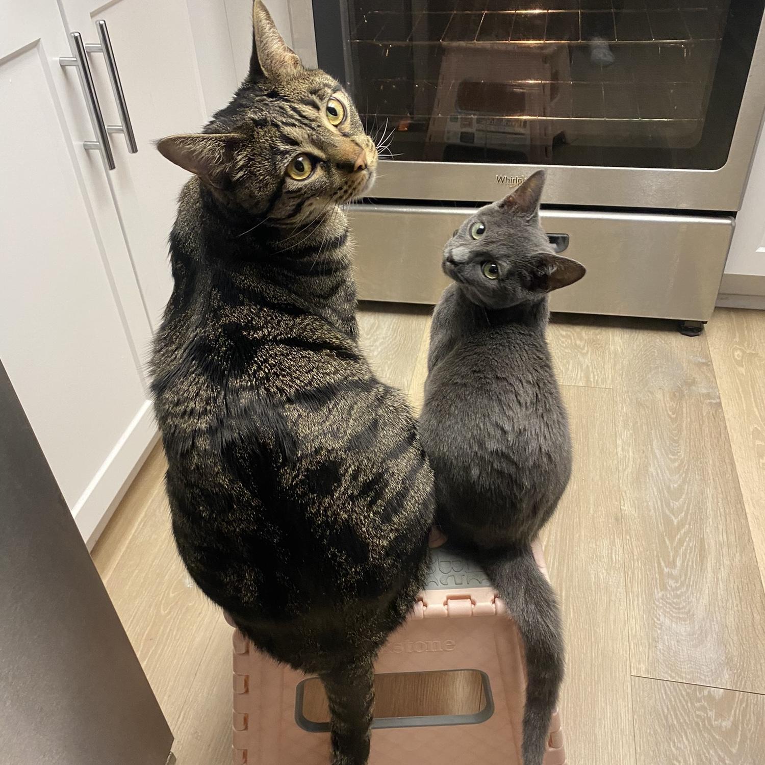 Ruger & Rhaenys