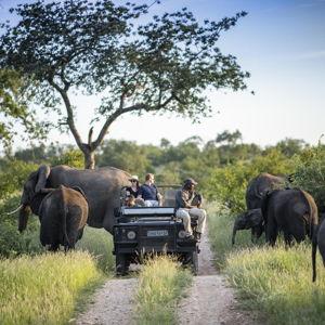African Safari at Timbavati Private Nature Reserve