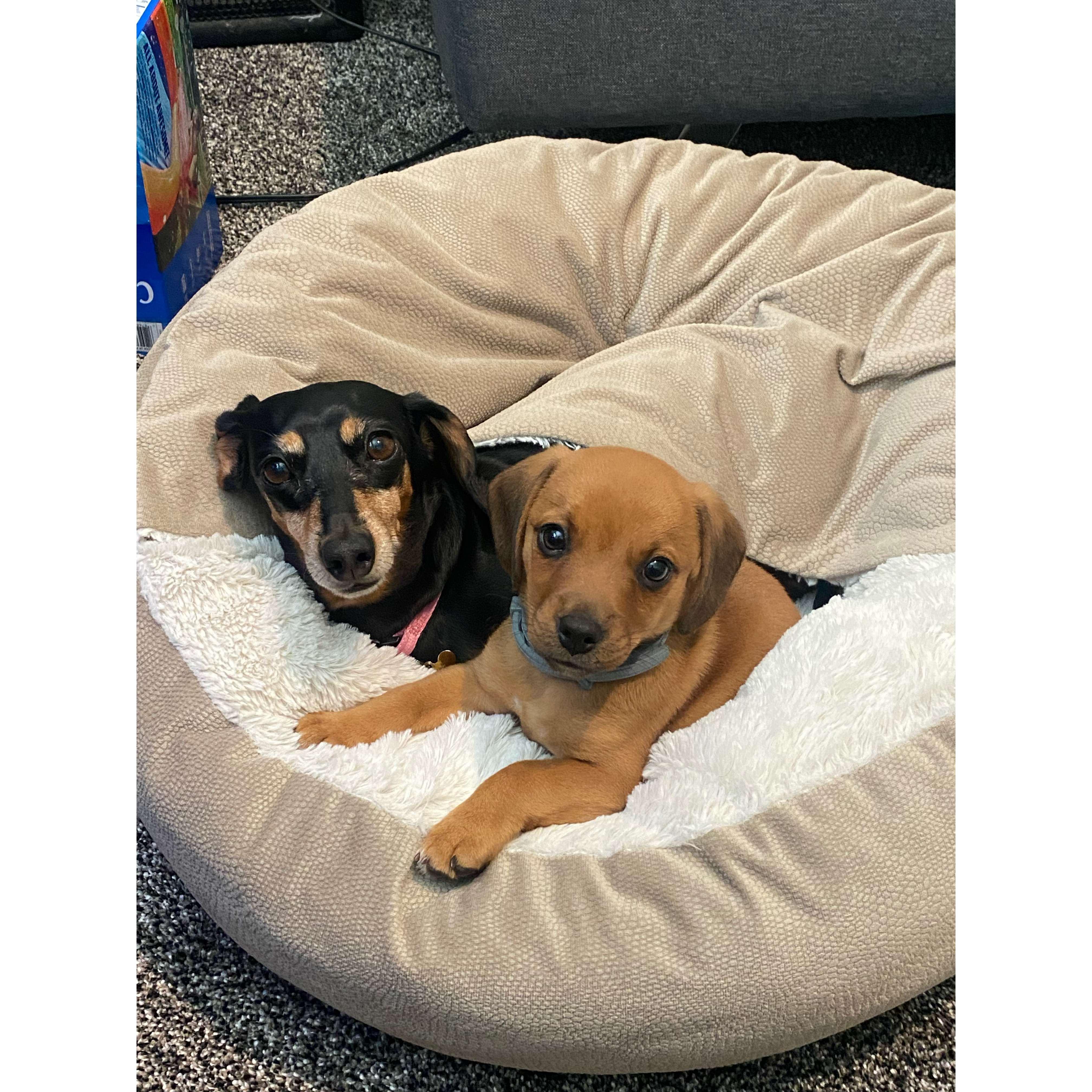 Roxy & our sweetest new addition to our family... Rosie 🐶 