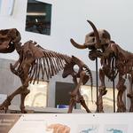 University of Michigan Museum of Natural History