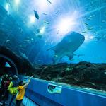 Georgia Aquarium