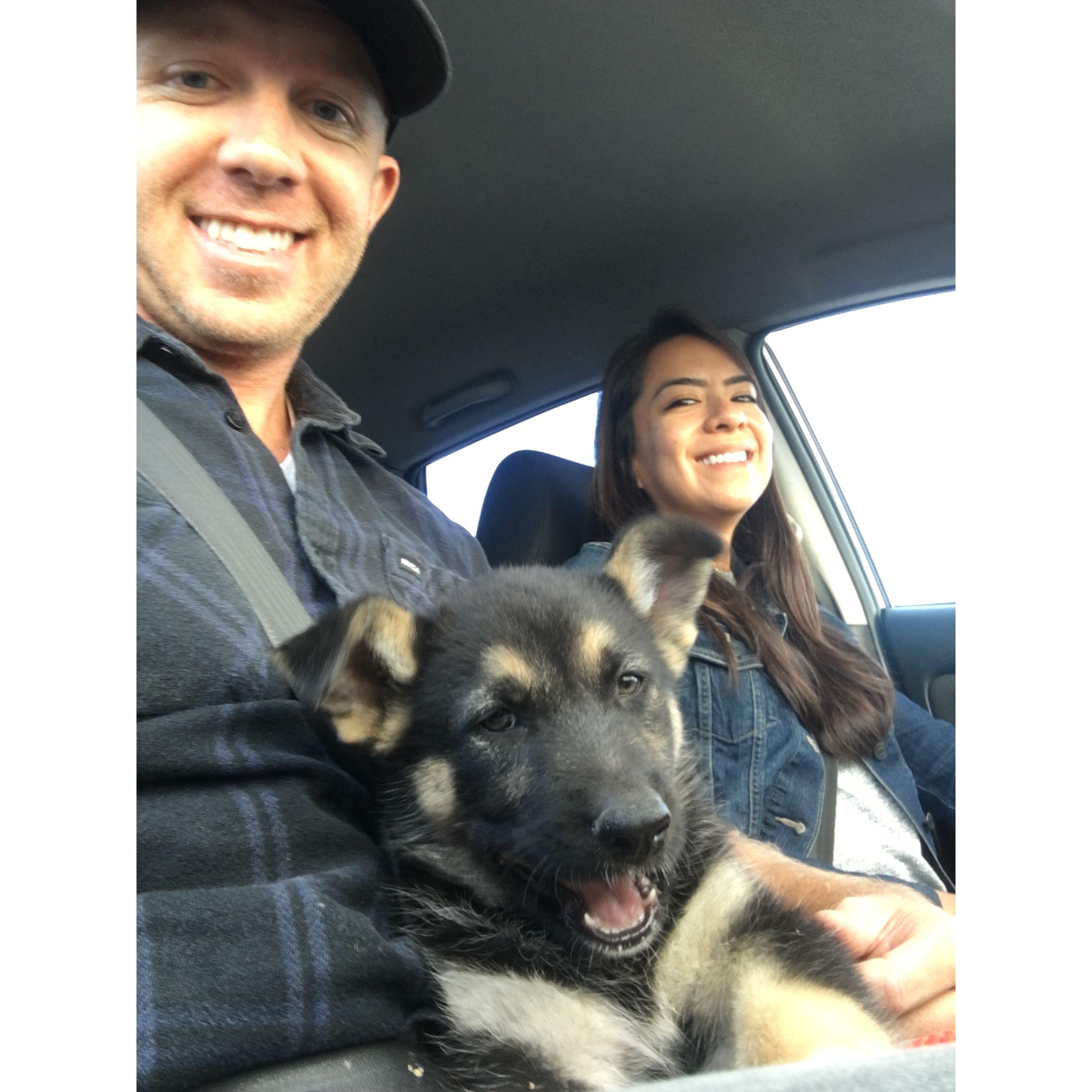 Our beloved Shadow’s gotcha day!