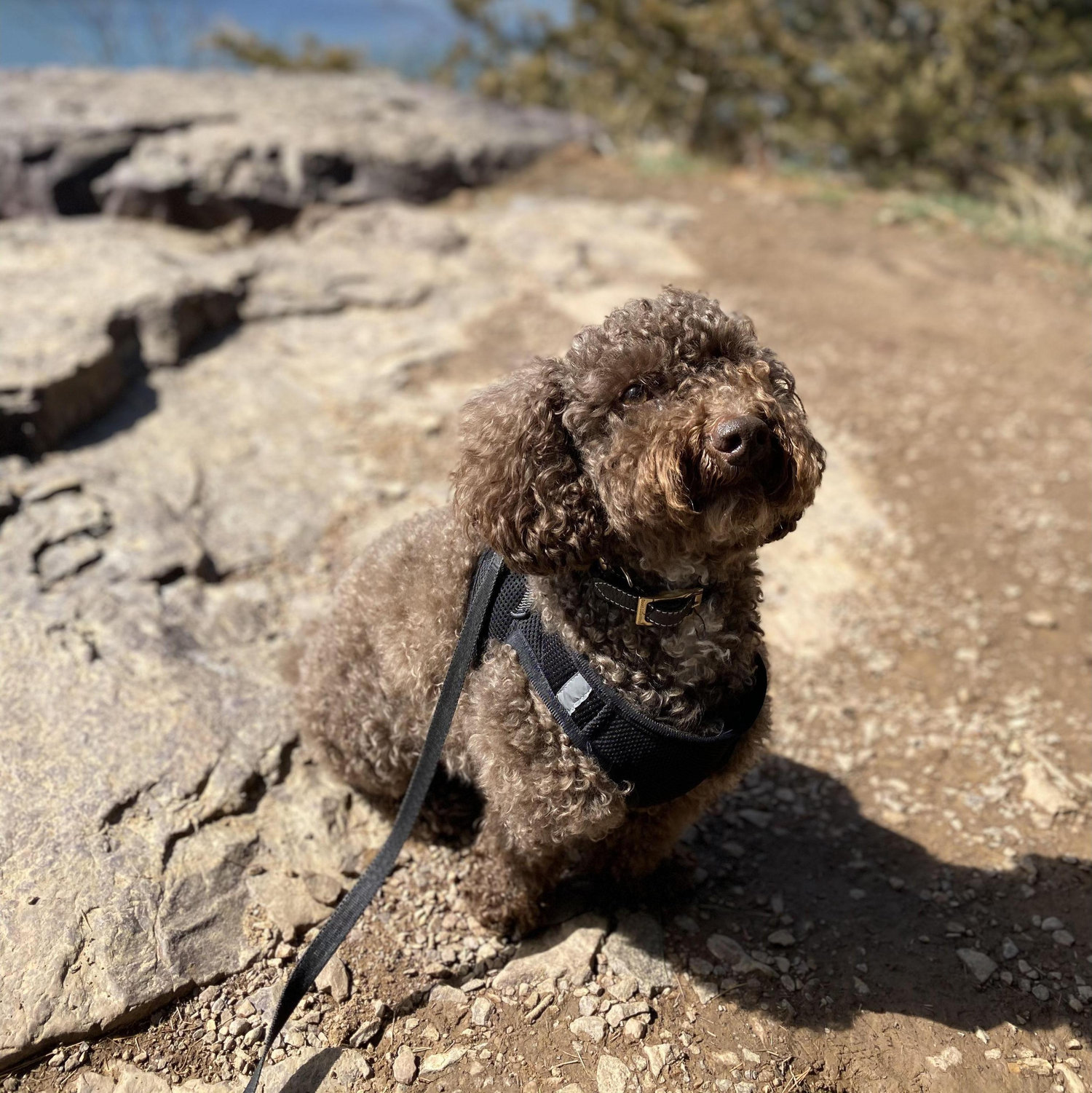 Adventure Dog