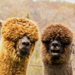 Buck Brook Alpacas