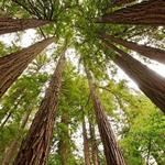 Muir Woods