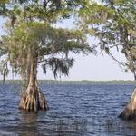Disney Wilderness Preserve