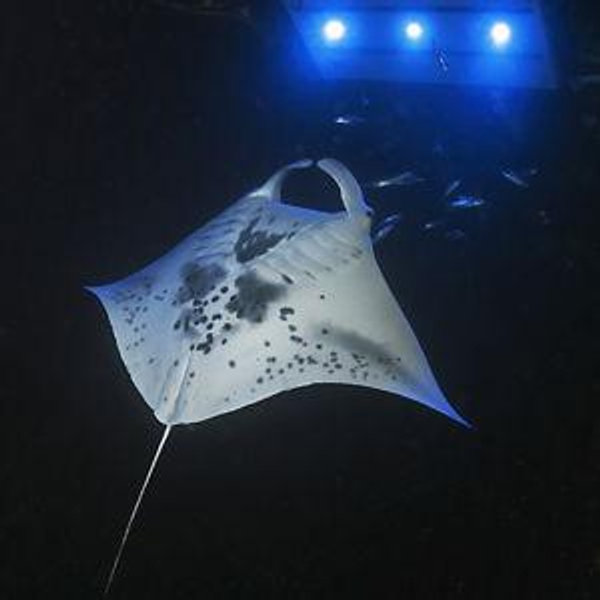 Honeymoon Night Manta Ray Snorkling in Kona