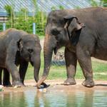 Houston Zoo