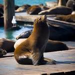 Fisherman's Wharf/Pier 39/Alcatraz