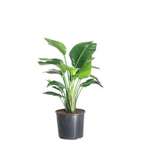 Bird of Paradise Plant In 10" Nursery Pot