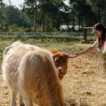 Feed the Animals