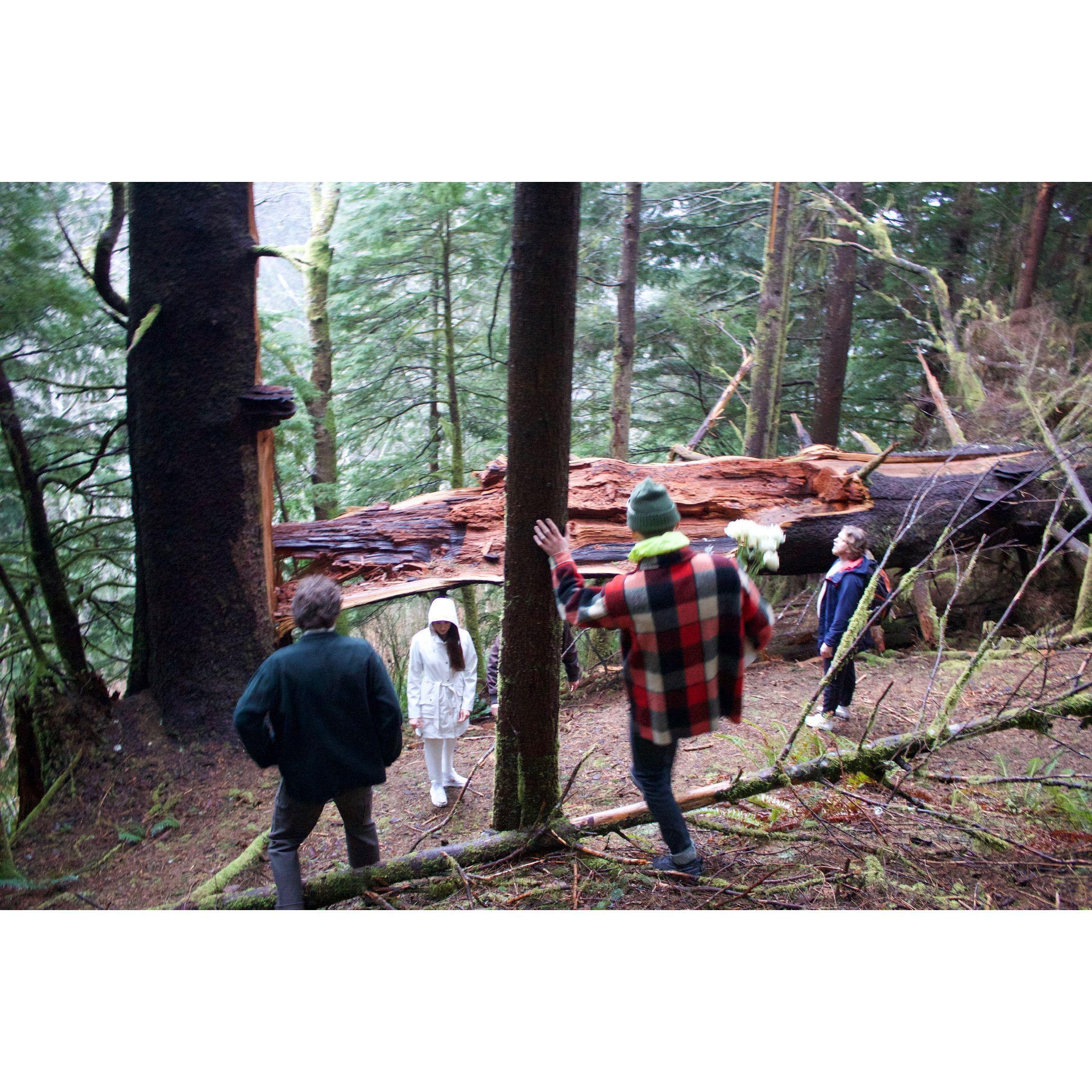 Found a cool broken tree on the way down