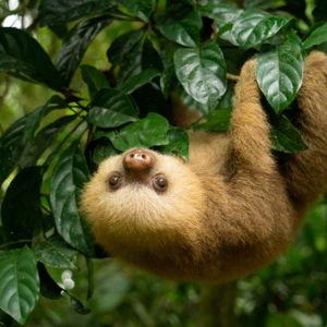 Selvatura Sloth Sanctuary Tour