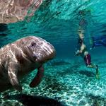 Swim with manatees
