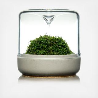 Sanctuary S Mossarium with Moss