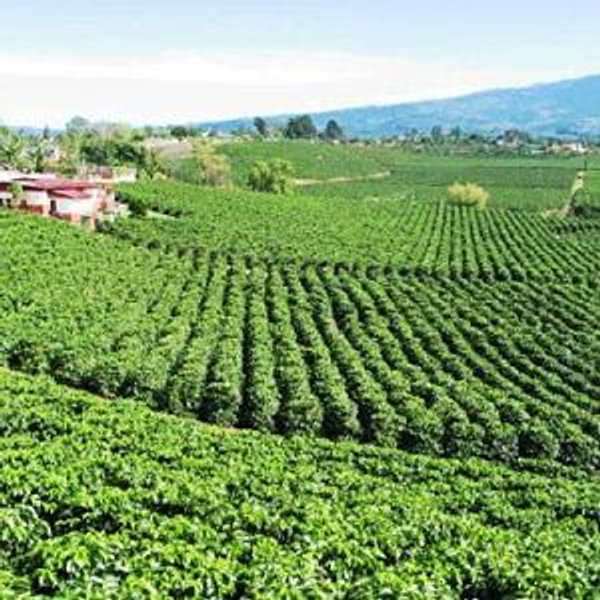 Visit to Doka coffee plantation outside San Jose