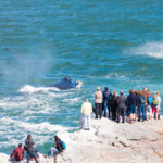Hermanus