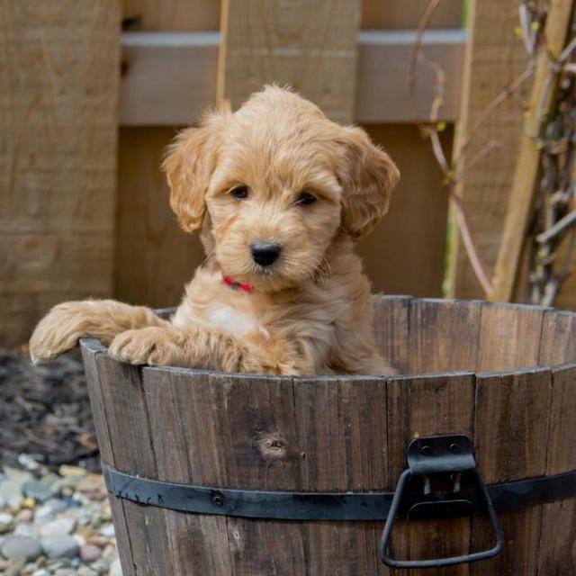 Puppy fund!