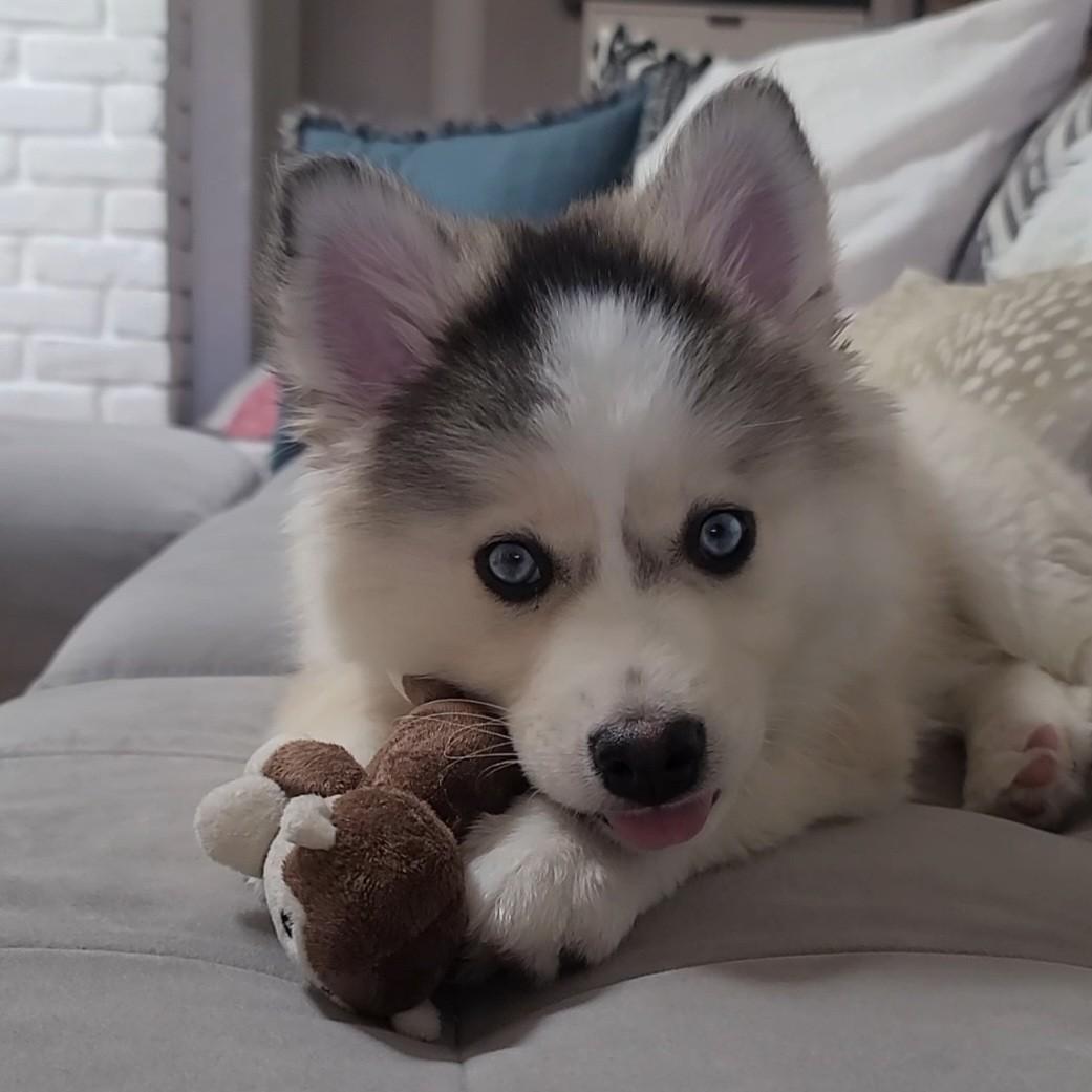 Our newest addition Bentley who is a Pomsky