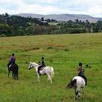 Shepherd's Fold Stables - Horse Riding