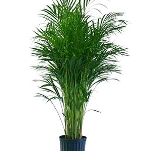 Delray Plants - Costa Farms Butterfly Areca Palm Live Indoor Floor Plant in 8.75-Inch Grower Pot