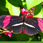 ABQ BioPark - Botanic Garden