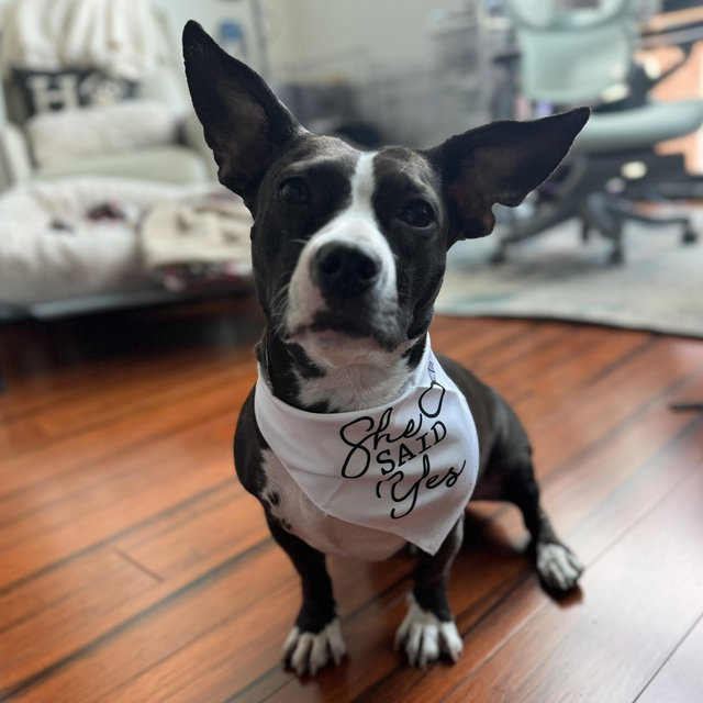 Support Morris Animal Refuge