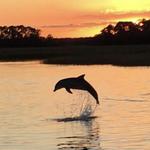 Look for Wild Dolphins