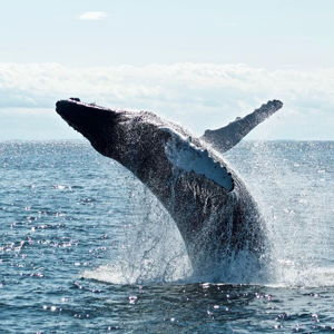 Whale Watching