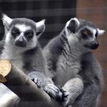 Duke Lemur Center