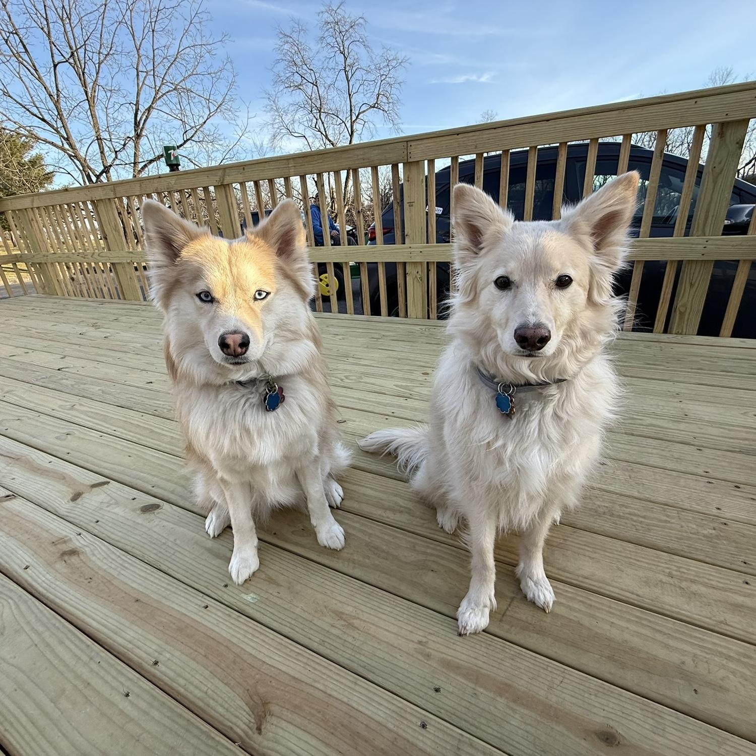 Our fur babies