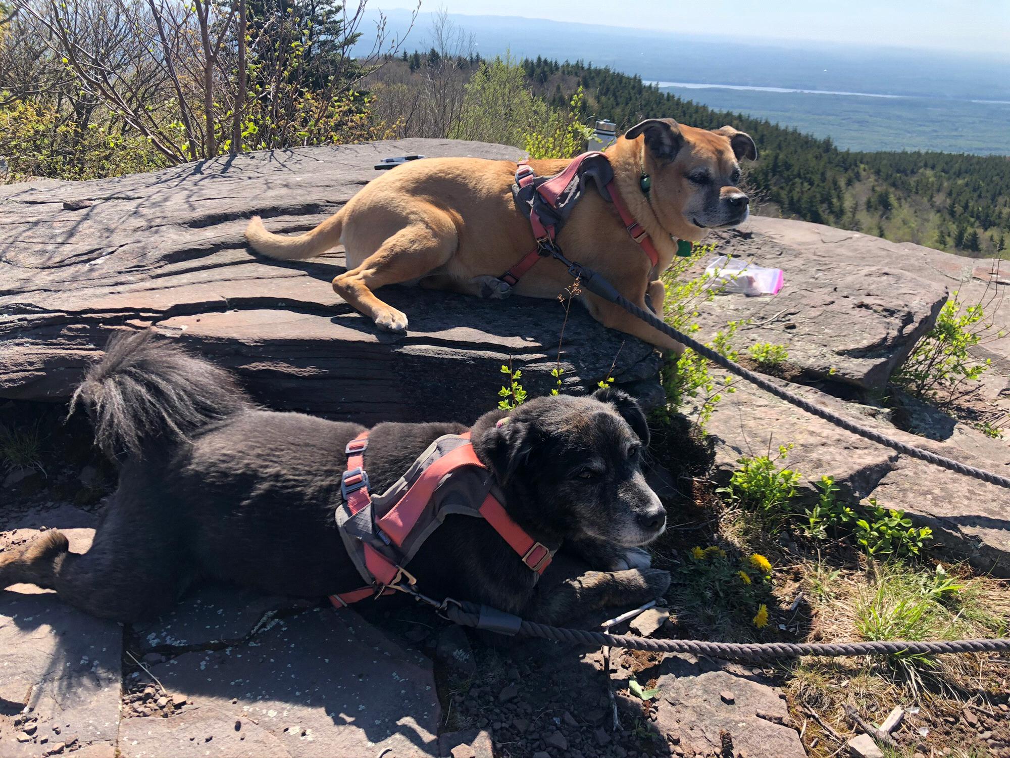 Stella and Shelby hiked up 3,000ft with us.