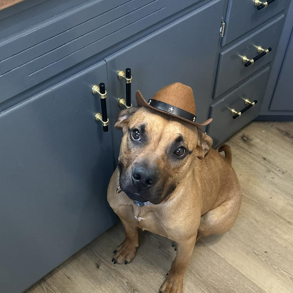 Dog Fence Fund