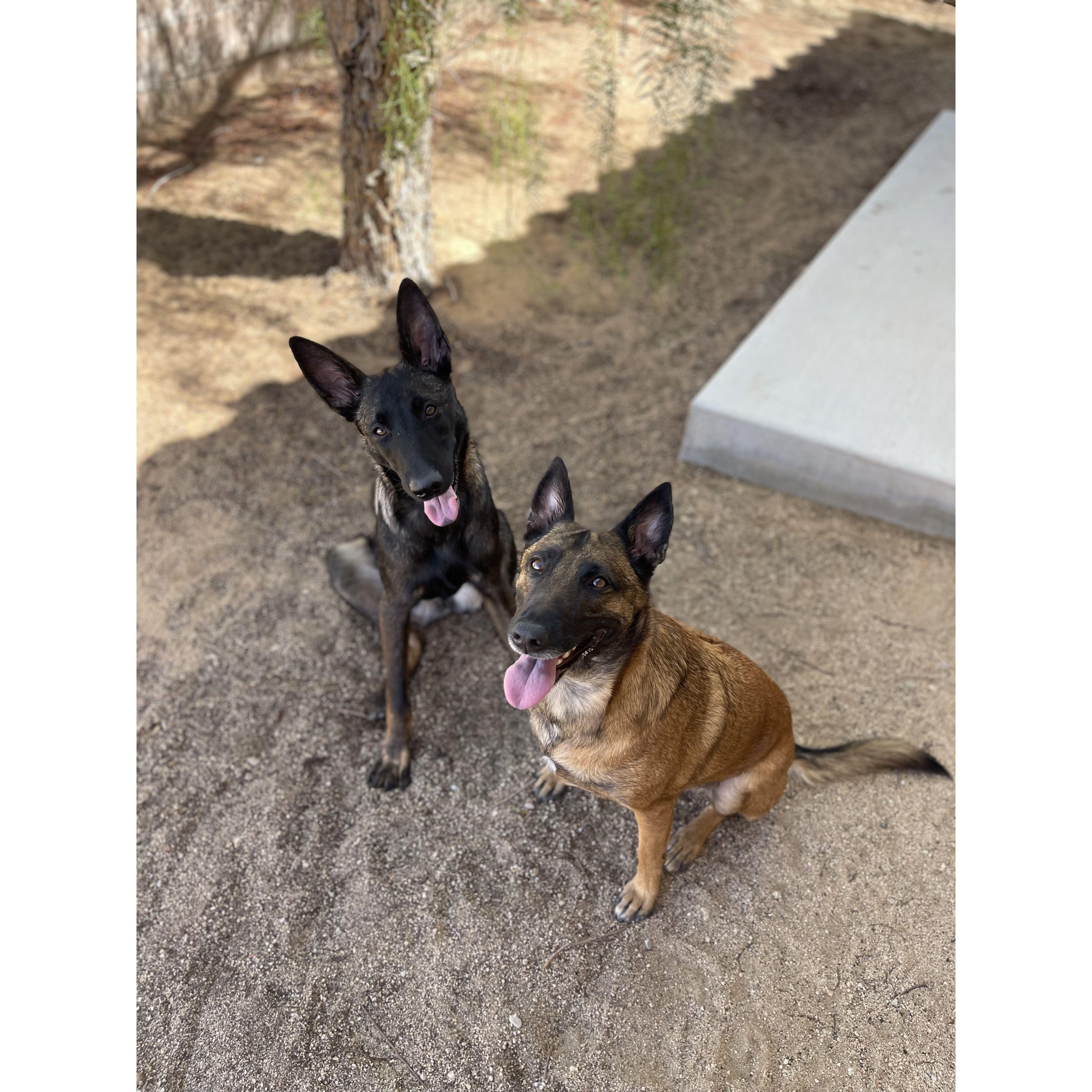 Our Girls - Rebel & Remi