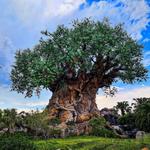 Animal Kingdom