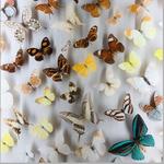 Audubon Butterfly Garden and Insectarium