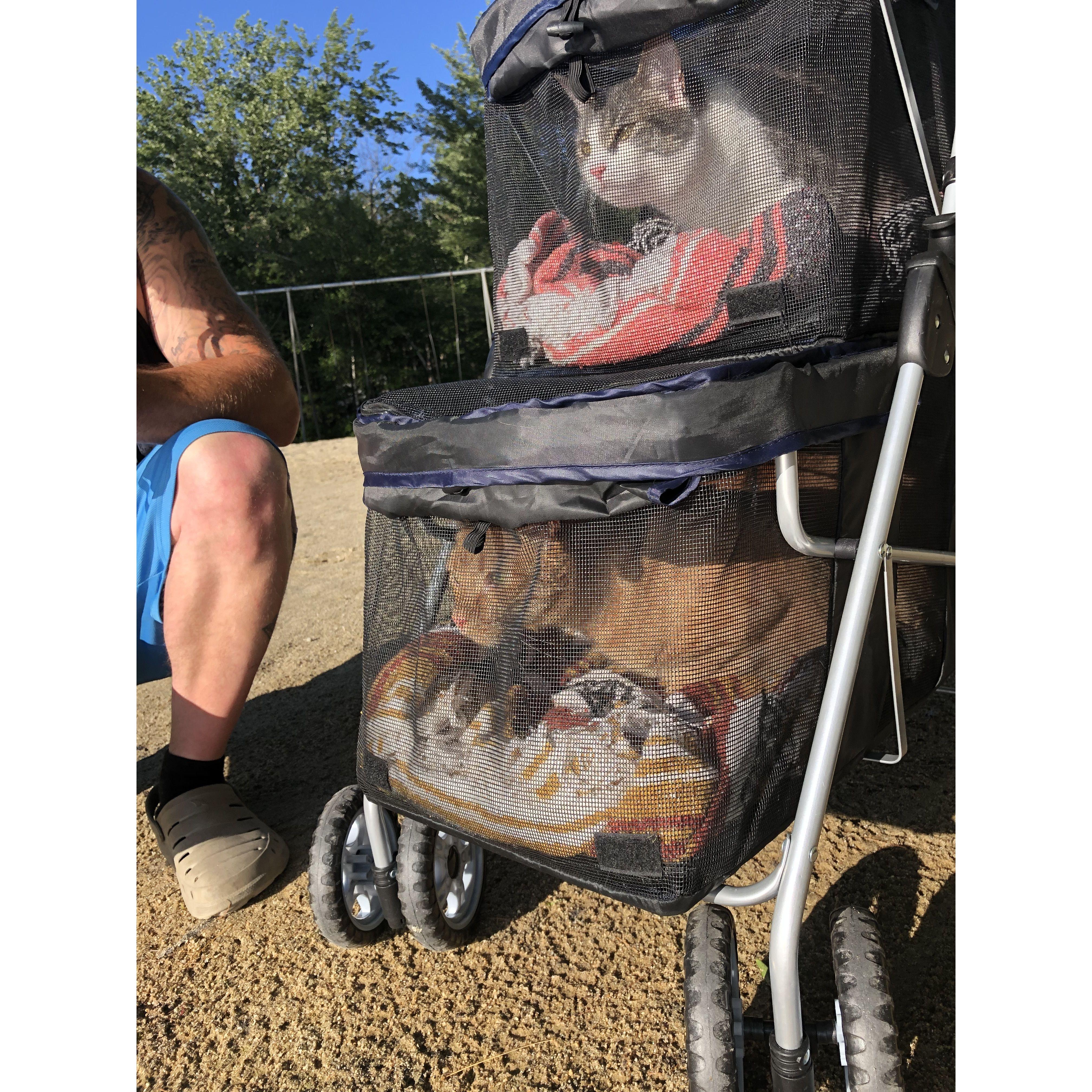 Kitties in their stroller