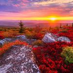 Dolly Sods Wilderness