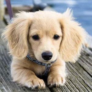 Future Fur Baby Dog Fund
