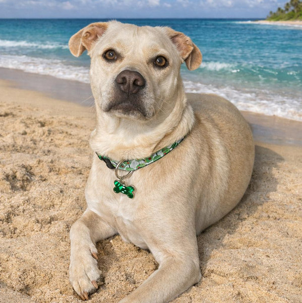 Olive’s Vacation Fund