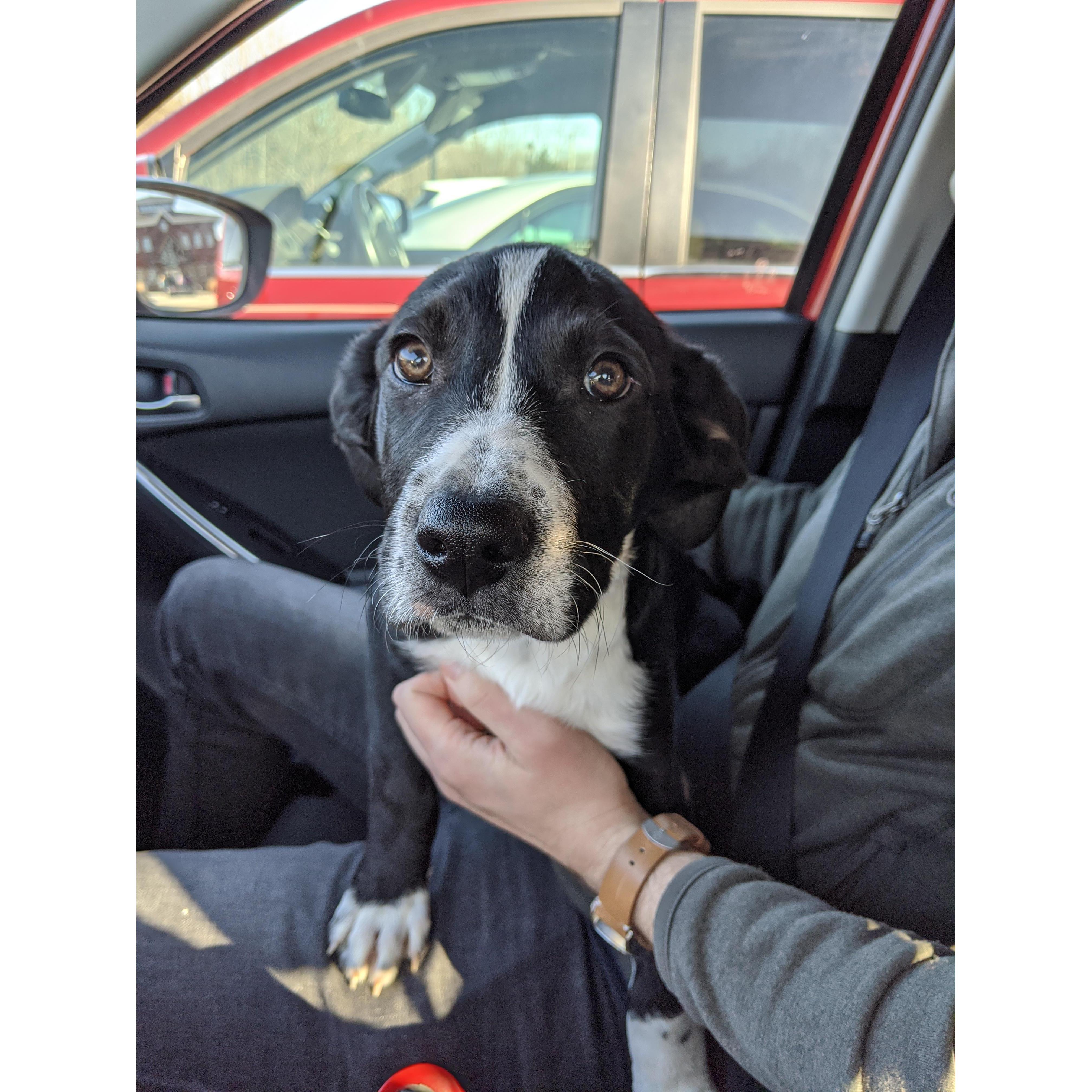 Our first picture of Monster - about to take him home from the shelter!